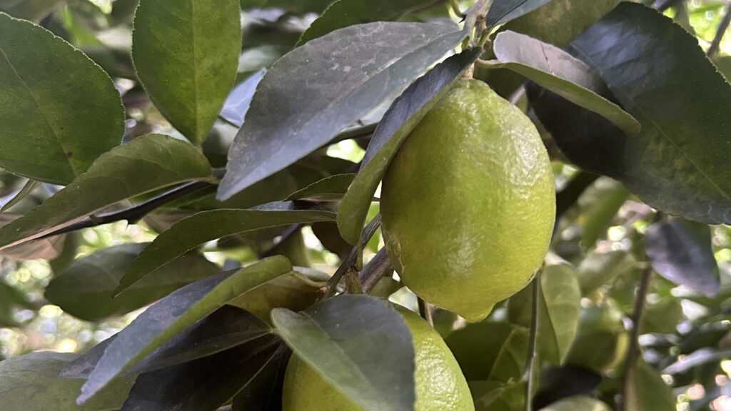 Fruto de limón Tahití en el árbol, suroeste antioqueño