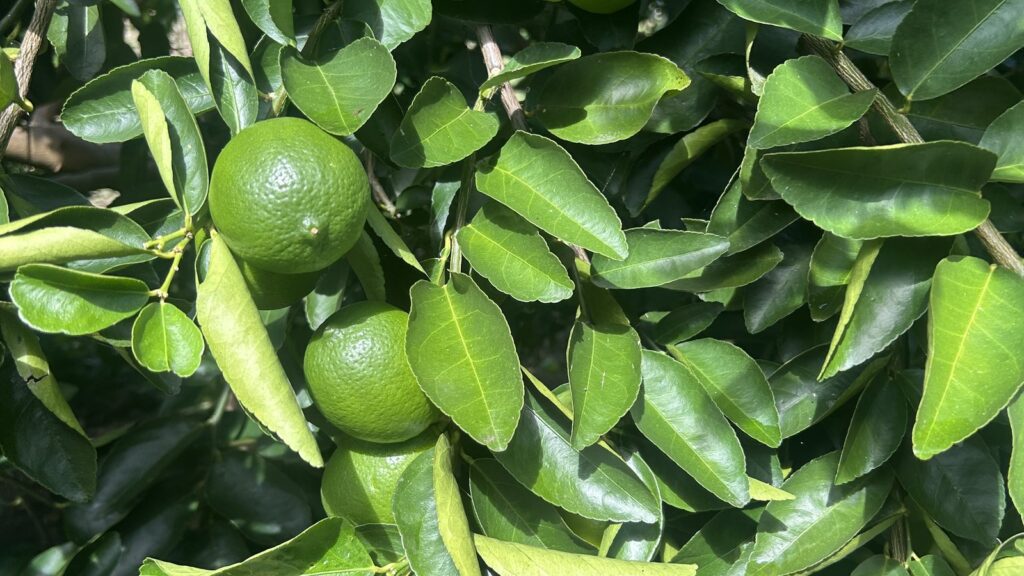 Lote de limón Tahití en producción, suroeste antioqueño